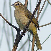 Bulbul à sourcils blancs