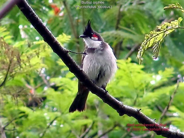 Red-whiskered Bulbul