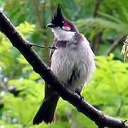 Bulbul orphée