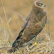 Pallid Harrier