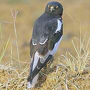 Pied Harrier