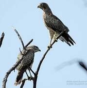 White-eyed Buzzard