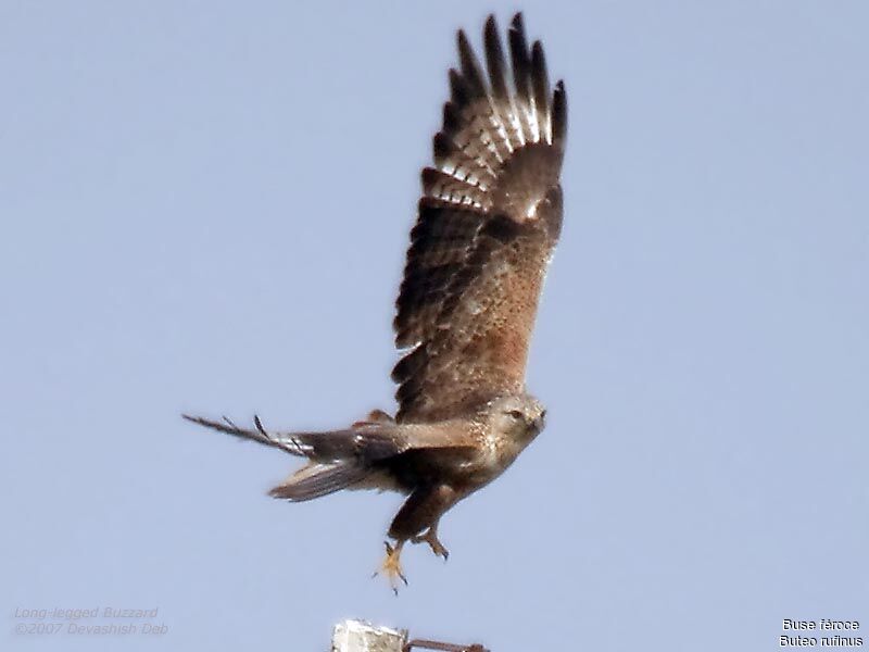 Long-legged Buzzard