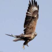 Long-legged Buzzard