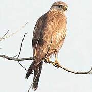 Common Buzzard