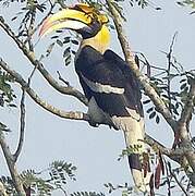 Great Hornbill