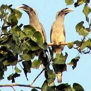 Indian Grey Hornbill