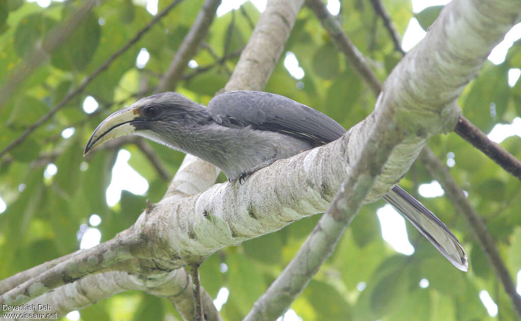 Calao gris femelle adulte, identification