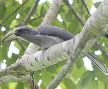 Malabar Grey Hornbill