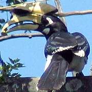 Oriental Pied Hornbill