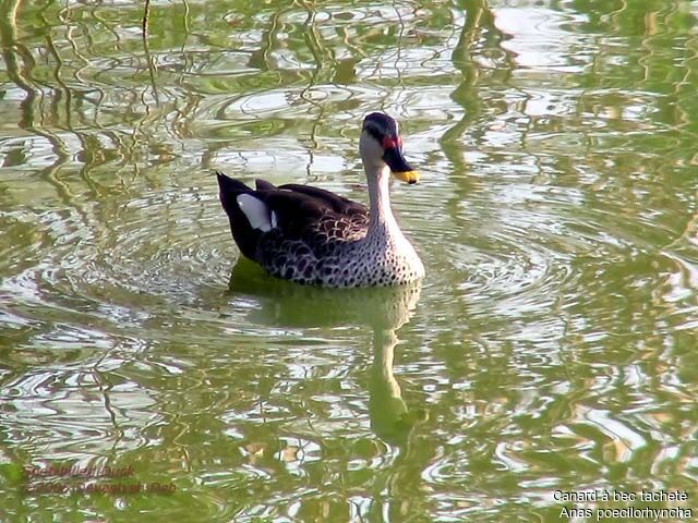 Canard à bec tacheté mâle adulte