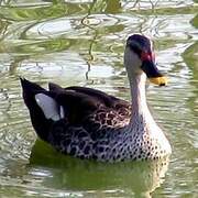 Indian Spot-billed Duck