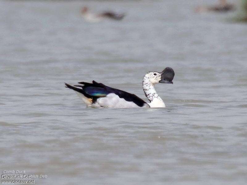 Knob-billed Duck male adult, pigmentation, swimming