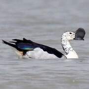 Knob-billed Duck