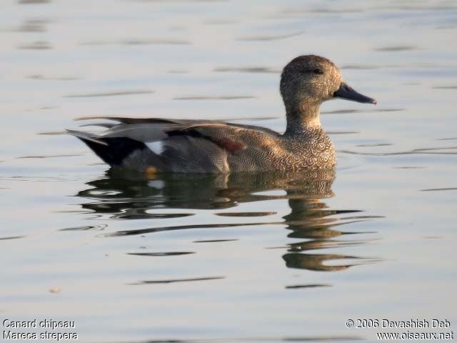 Canard chipeau