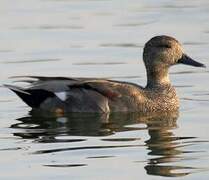 Gadwall