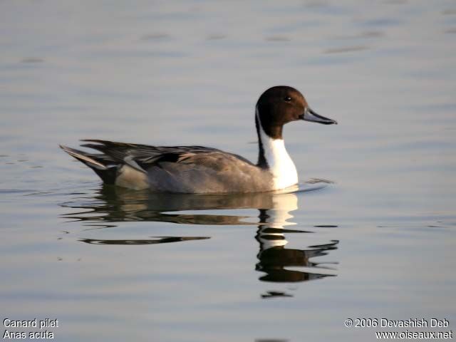 Canard pilet mâle adulte