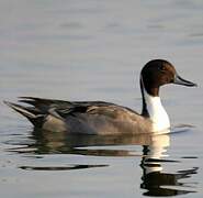 Northern Pintail