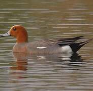 Eurasian Wigeon