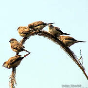 Indian Silverbill