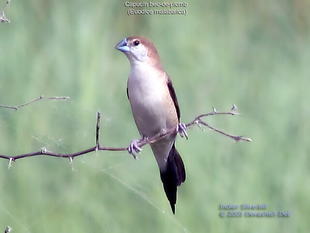 Indian Silverbill