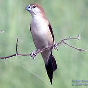 Indian Silverbill