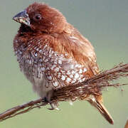 Scaly-breasted Munia