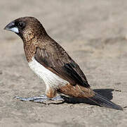 White-rumped Munia