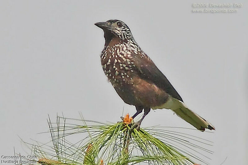 Southern Nutcrackeradult, identification