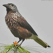 Southern Nutcracker