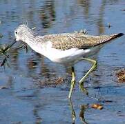 Common Greenshank