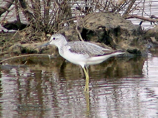 Common Greenshank