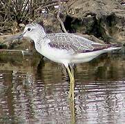 Common Greenshank