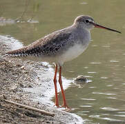 Spotted Redshank