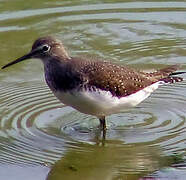 Green Sandpiper