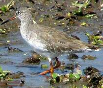 Common Redshank