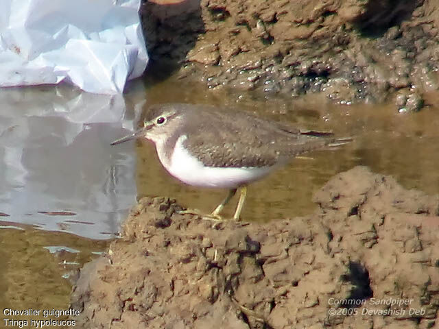 Common Sandpiper