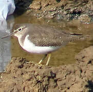 Common Sandpiper