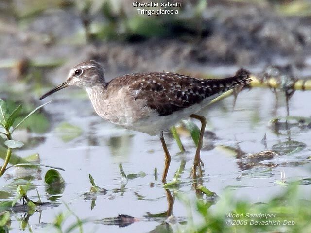 Wood Sandpiper