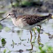 Wood Sandpiper