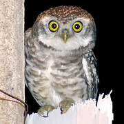 Spotted Owlet