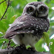 Spotted Owlet