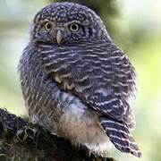 Collared Owlet