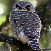 Collared Owlet