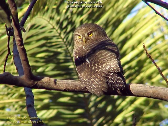 Asian Barred Owlet