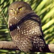 Asian Barred Owlet