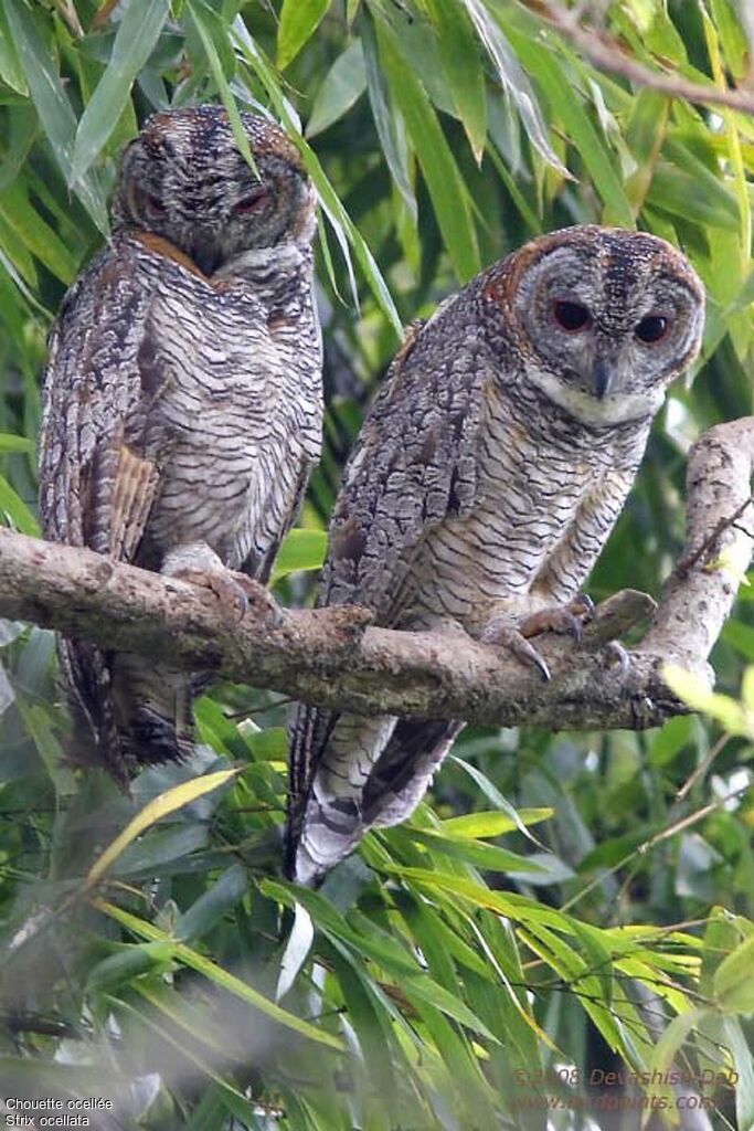 Mottled Wood Owl adult