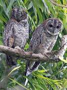 Mottled Wood Owl