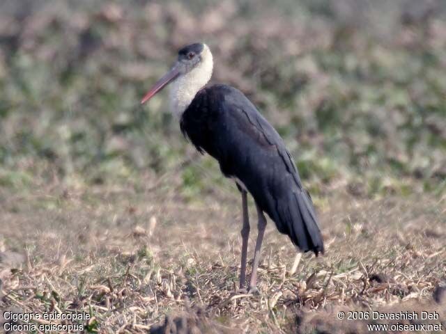 Cigogne épiscopaleadulte