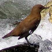 Brown Dipper